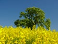 Yellow field