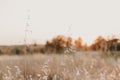 Yellow field.Beautiful Nature Sunset Landscape. Rural Scenery under Shining Sunlight. Background yellow plants. Rich harvest