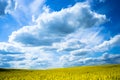 Yellow field with beautifull blue sky