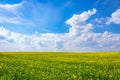 Yellow field of blooming buckwheat with a blue sky above it with white cirrus clouds Royalty Free Stock Photo