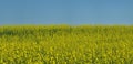 Yellow field of blooming dusk Royalty Free Stock Photo