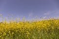 Yellow field of blooming rapeseed Royalty Free Stock Photo