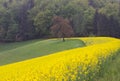 Yellow field of blooming raps with tree in the field and forest in the background Royalty Free Stock Photo