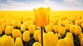 Yellow field blooming tulips against a blue sky in the Netherlands. Spring fields full of flowers. Selective focus on yellow Royalty Free Stock Photo