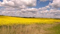 Yellow field blue sky Royalty Free Stock Photo