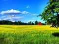 A yellow field with blue sky