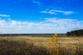 Yellow field and blue sky with louds Royalty Free Stock Photo