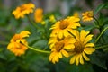 Yellow field calendula flower, shot on a green background. Coreopsis auriculata