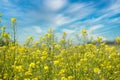 Yellow field of canola plants flowering in bright sunlight Royalty Free Stock Photo