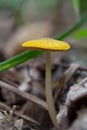 Yellow Field Cap Mushroom Bolbitius titubans sometimes called the Egg Yolk Fungus Royalty Free Stock Photo