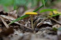 Yellow Field Cap Mushroom Bolbitius titubans sometimes called the Egg Yolk Fungus Royalty Free Stock Photo