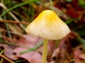 Yellow Field Cap Mushroom Royalty Free Stock Photo