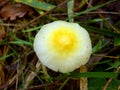 Yellow Field Cap Mushroom Royalty Free Stock Photo