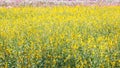 Yellow field of CrIndian hemp blossom