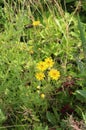 Yellow field daisies - flower Cota tinctoria