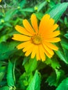 Yellow field daisy on background of green leaves