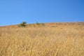 Yellow field with dry ears. Golden ears of corn close-up. Blue, clear sky, autumn hot day.