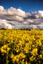 Yellow field of rapeseed field with blue cloudy sky in spring time Royalty Free Stock Photo