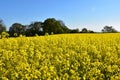 Yellow Field of Flowering Rape Seed with Trees in the Background Royalty Free Stock Photo