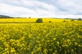 Yellow field of flowering rape and trees against a sky with clouds. Rapeseed fields panorama Royalty Free Stock Photo