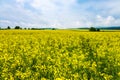 Yellow field of flowering rape and trees against a sky with clouds. Rapeseed fields panorama Royalty Free Stock Photo