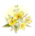 Yellow Field Flowers
