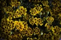 Yellow Field Flowers Arrangement