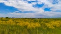 Yellow Field With Flowers On A Background Of Blue Sky With Clouds.