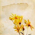 Yellow field flowerses Royalty Free Stock Photo