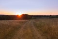 Yellow field with a forked footpath at sunset