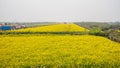 Yellow field full of rapeseed (brasica napus)