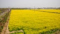 Yellow field full of rapeseed (brasica napus) Royalty Free Stock Photo