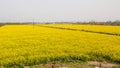 Yellow field full of rapeseed (brasica napus) Royalty Free Stock Photo