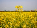 Yellow field full of rapeseed (brasica napus)