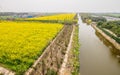 Yellow field full of rapeseed (brasica napus) Royalty Free Stock Photo