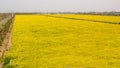 Yellow field full of rapeseed (brasica napus) Royalty Free Stock Photo