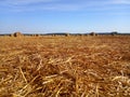 Field with harvested wheat in stacks