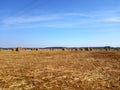 Field with harvested wheat in stacks Royalty Free Stock Photo