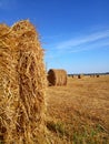 Field with harvested wheat in stacks Royalty Free Stock Photo