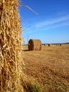 Field with harvested wheat in stacks Royalty Free Stock Photo