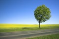 Yellow field and lonely tree 2 Royalty Free Stock Photo