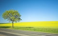 Yellow field and lonely tree Royalty Free Stock Photo