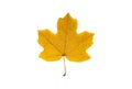 Yellow field maple leaf isolated on white background Royalty Free Stock Photo