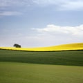 Yellow field with oil seed in early spring Royalty Free Stock Photo
