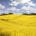 Yellow Field With Oil Seed In Early Spring