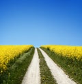 Yellow field with oil seed in early spring Royalty Free Stock Photo