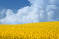 Yellow field with oil seed in early spring Royalty Free Stock Photo