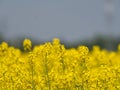 Yellow field with oil seed rape, in early spring