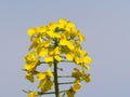 Yellow field with oil seed rape, in early spring