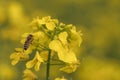 Rapeseed Flower Honey Bee.Bee on yellow flowe